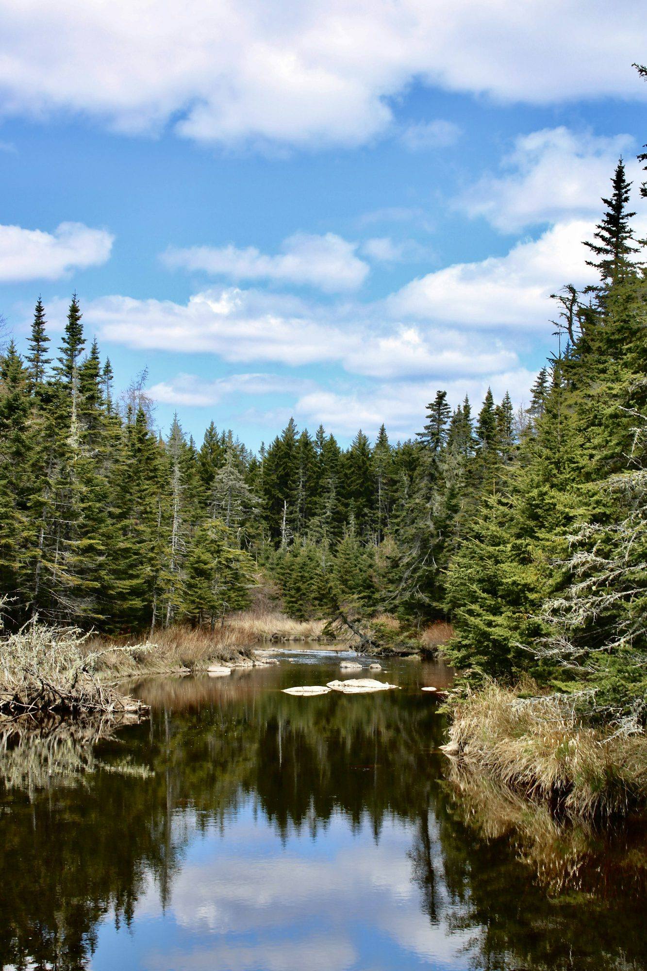 A still pond surrounded by spruce trees near Saint John